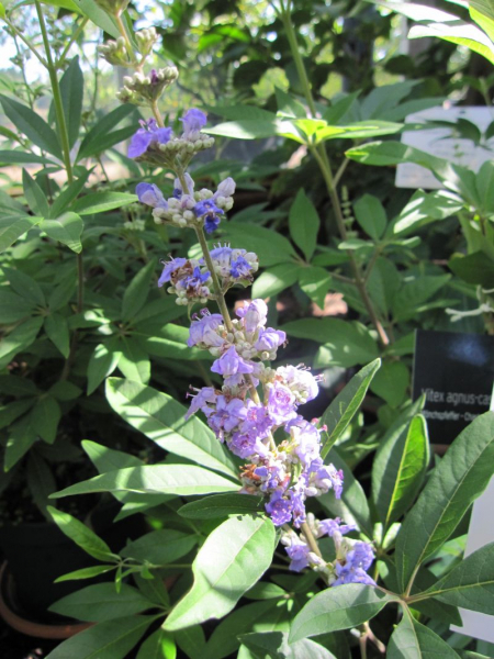 Vitex agnus castus latifolia 1